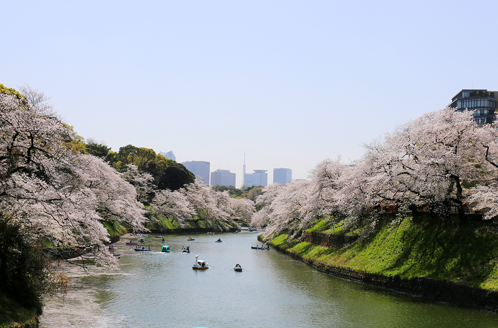 （映像）千鳥ヶ淵緑道にて「満開の桜・野鳥・花筏」