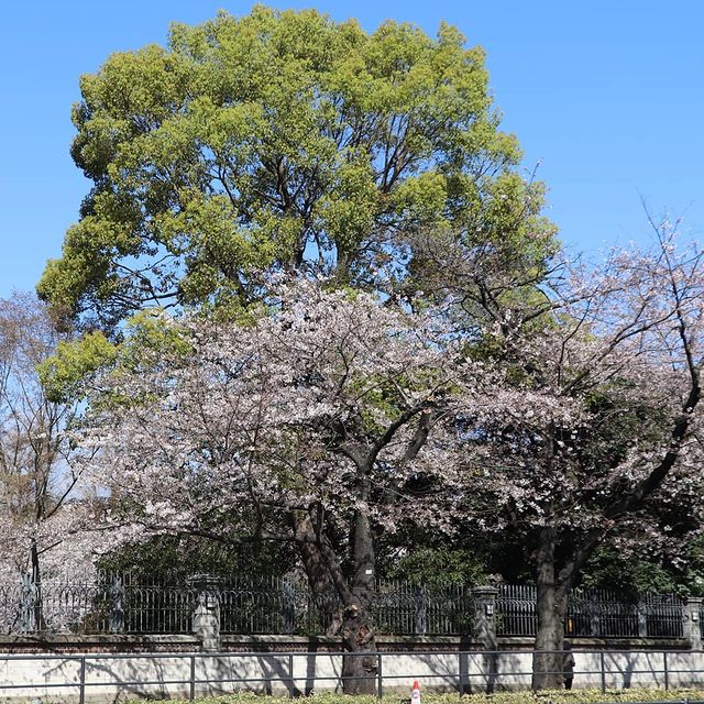 内堀通り　英国大使館と桜