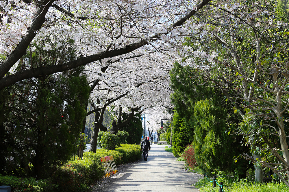 英国大使館前の桜並木