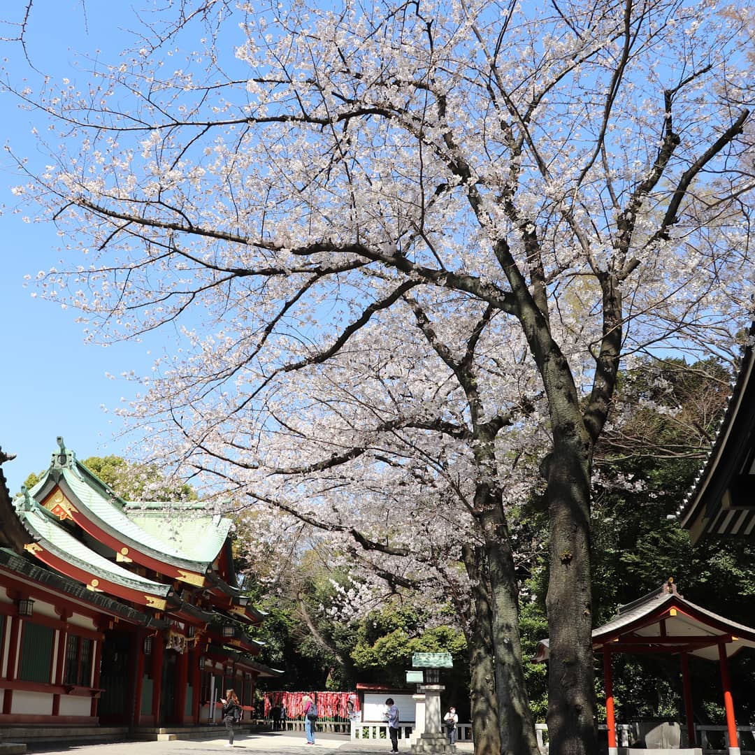日枝神社境内の桜