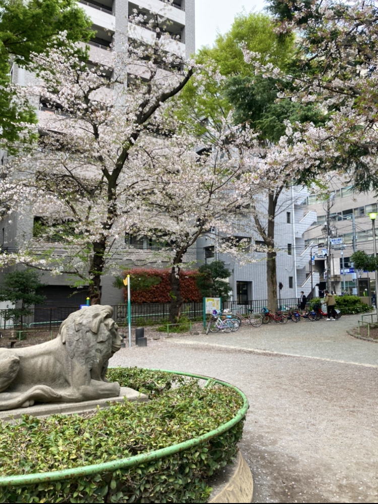 東郷公園　桜の絨毯