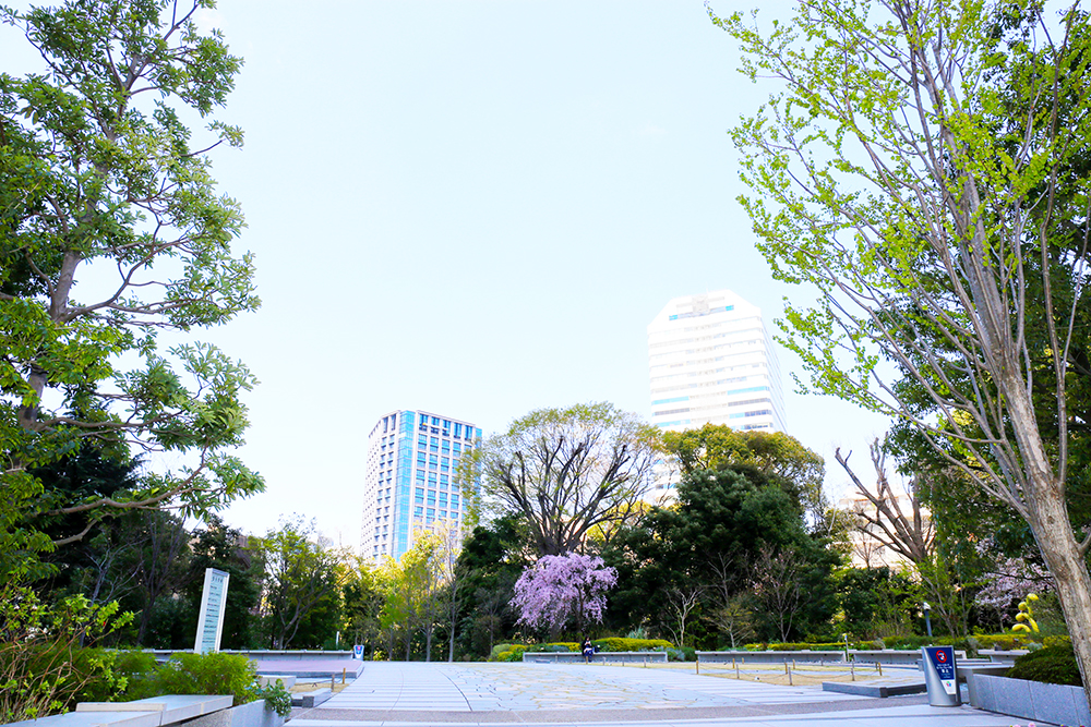 紀尾井町　”芽生えの庭”の枝垂れ桜