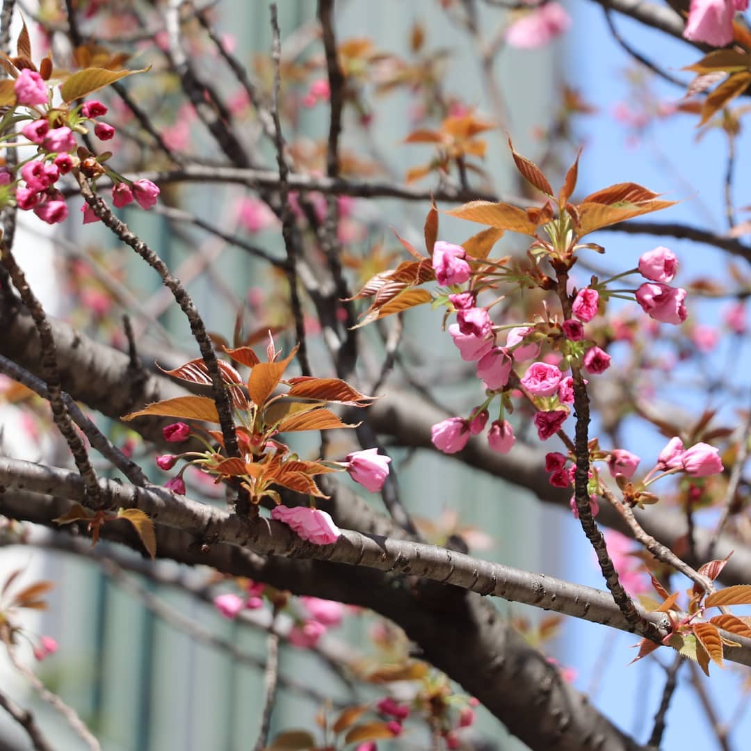 紀尾井町通りの八重桜