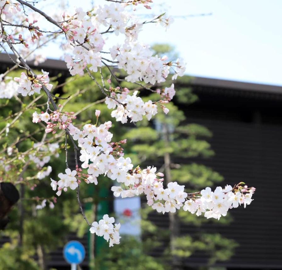 国立劇場の駿河桜の実生