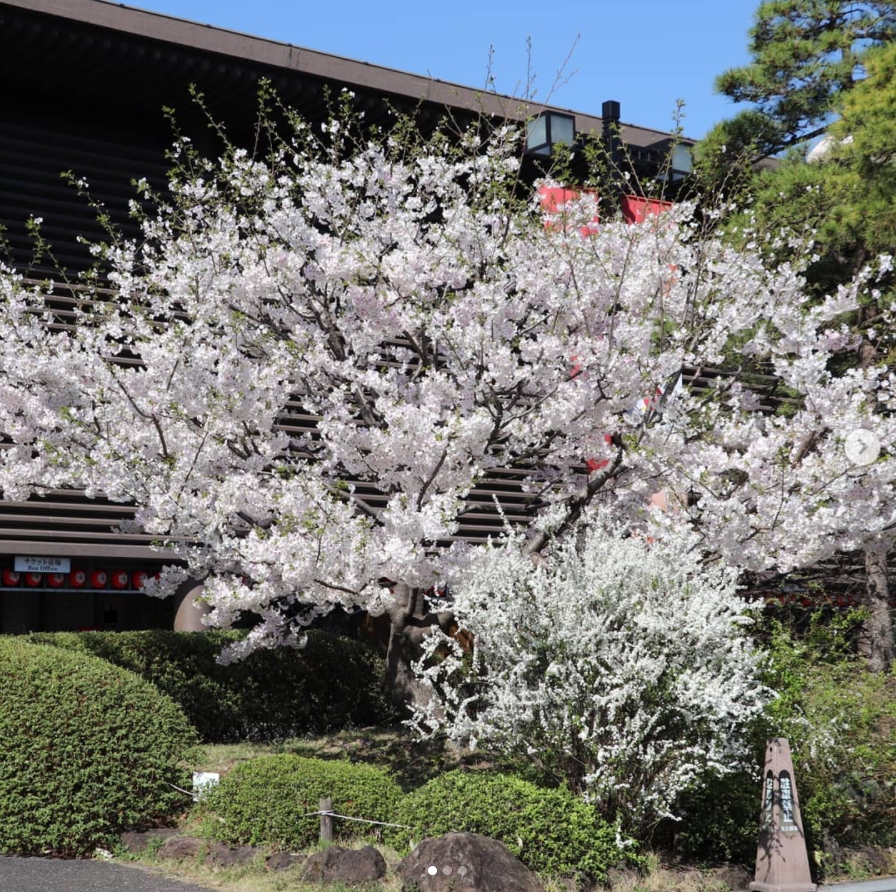 国立劇場　満開の駿河桜