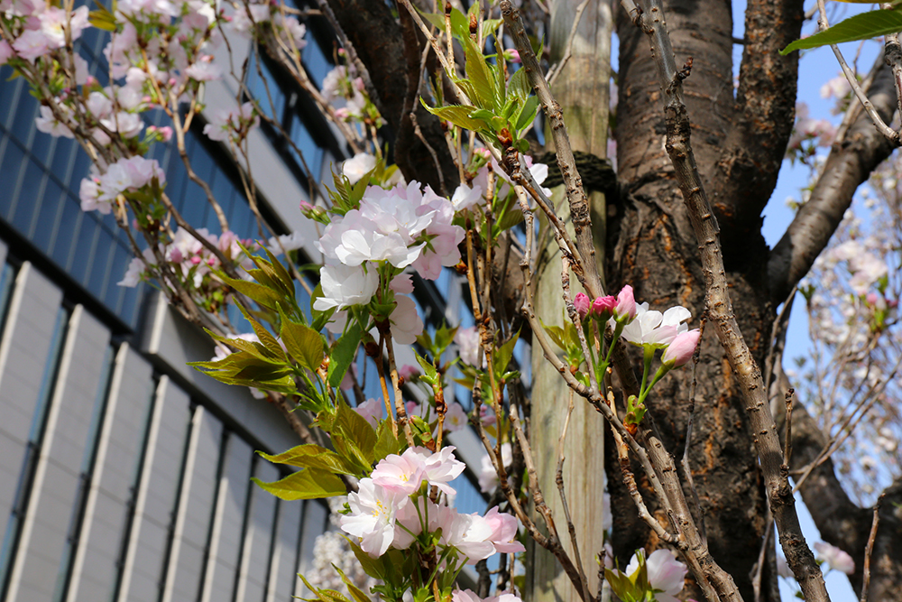 永田町の八重桜　天の川と関山