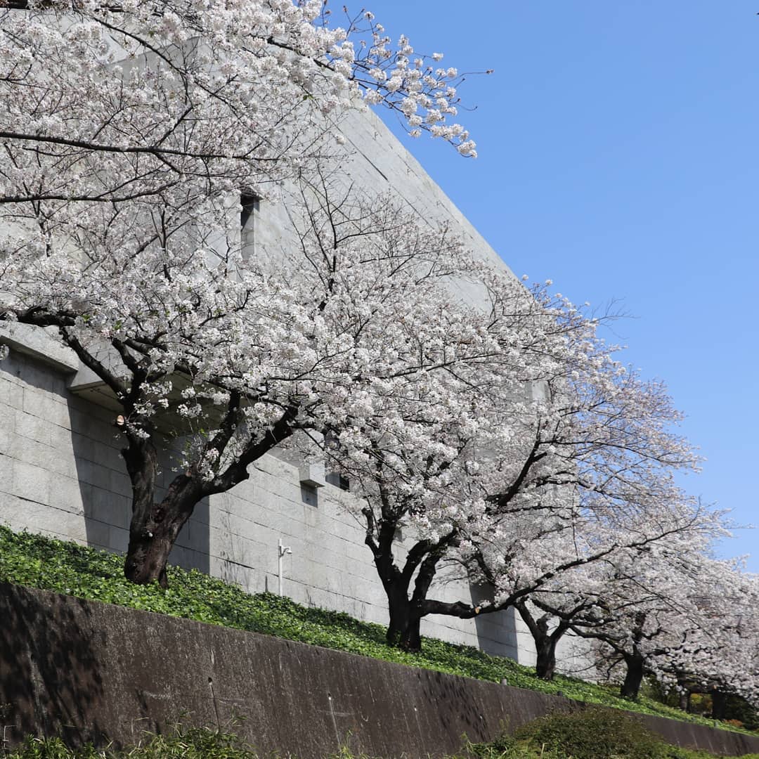 最高裁判所　荘厳な建物と桜