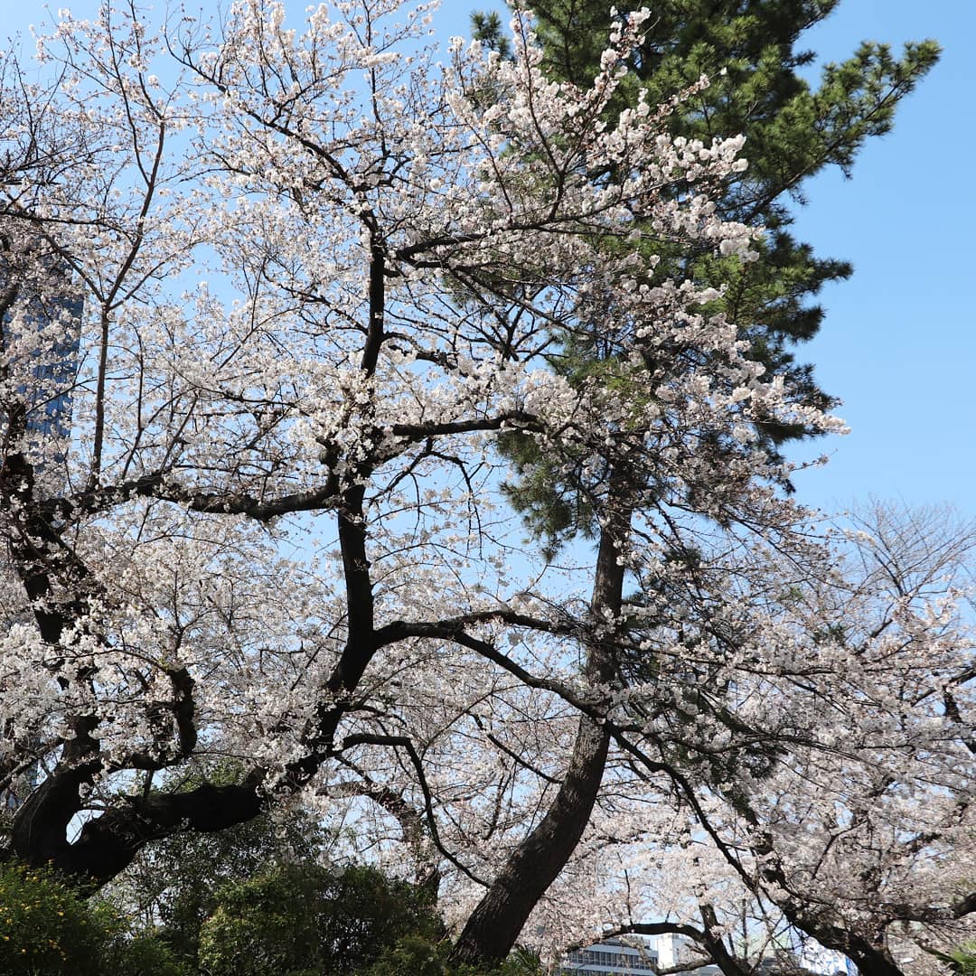 外濠公園 江戸城を守った土手の桜 麹町界隈桜開花情報22