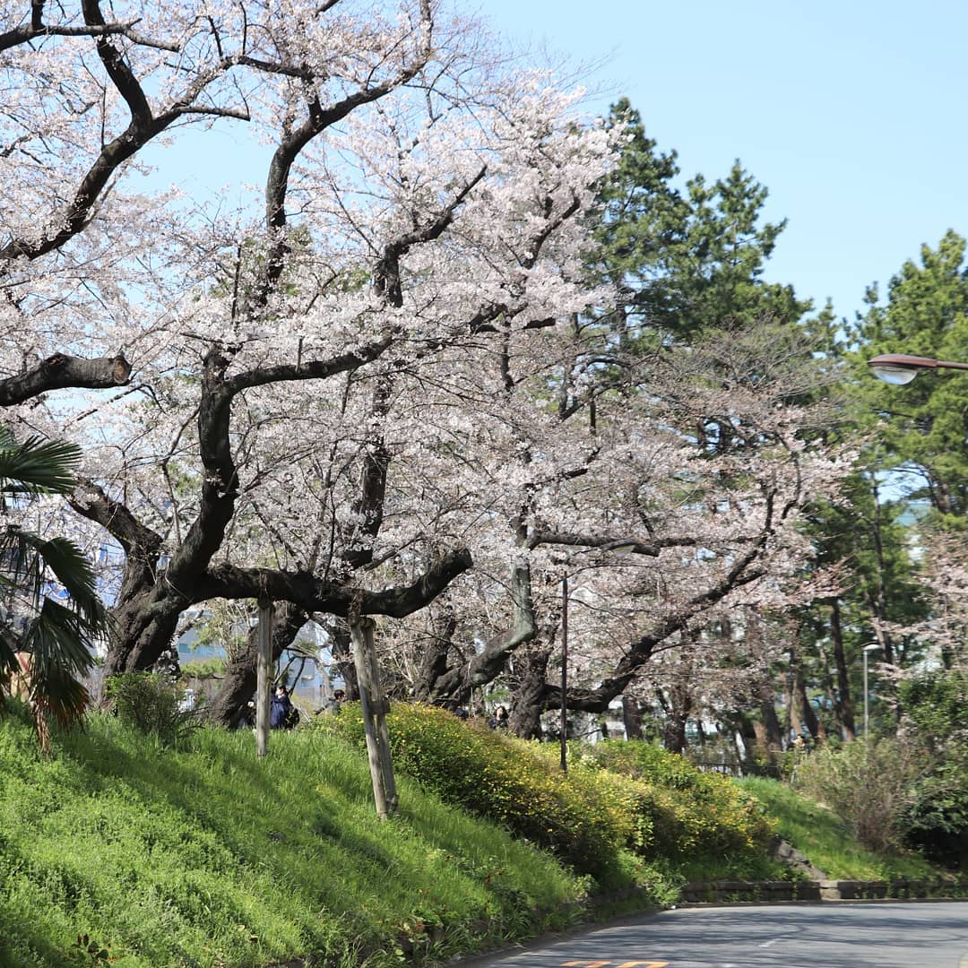 外濠公園　江戸城を守った土手の桜