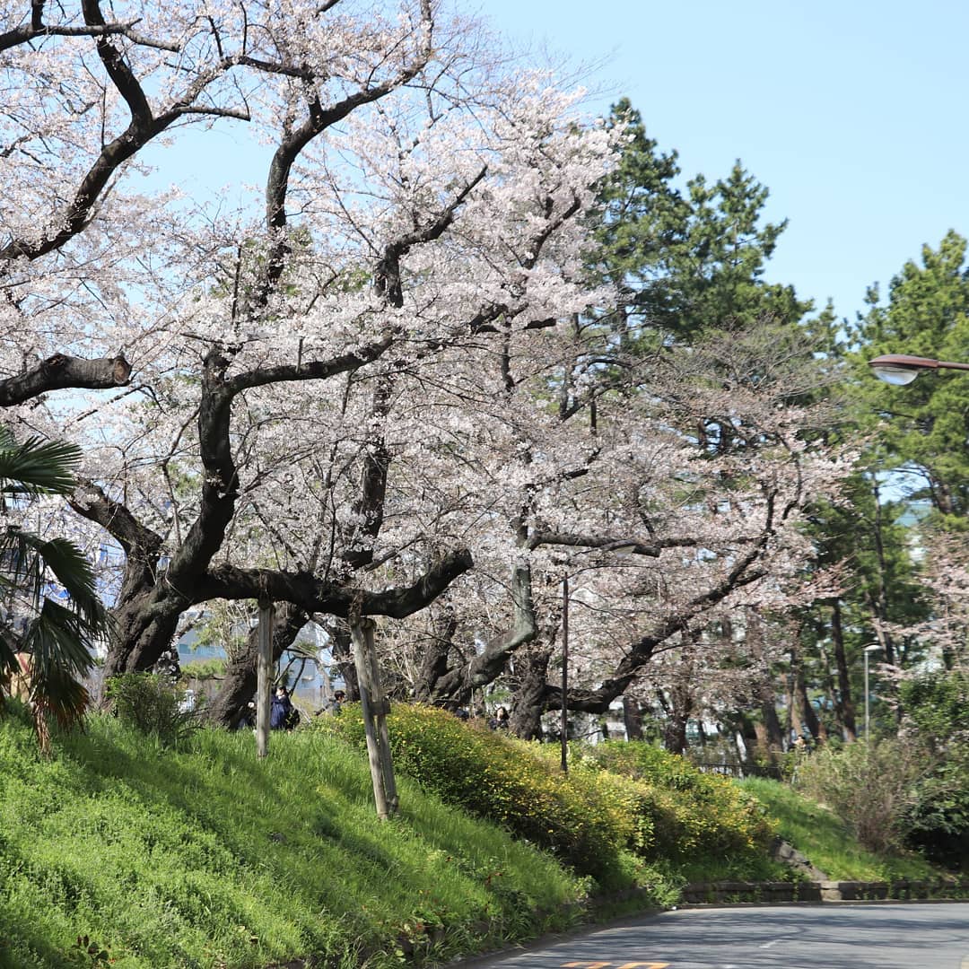 外濠公園 江戸城を守った土手の桜 麹町界隈桜開花情報22