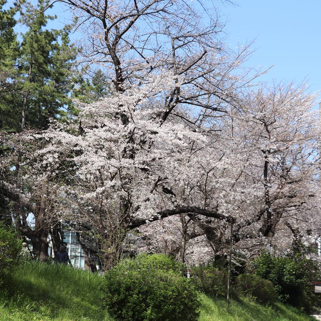 外濠公園 江戸城を守った土手の桜 麹町界隈桜開花情報22