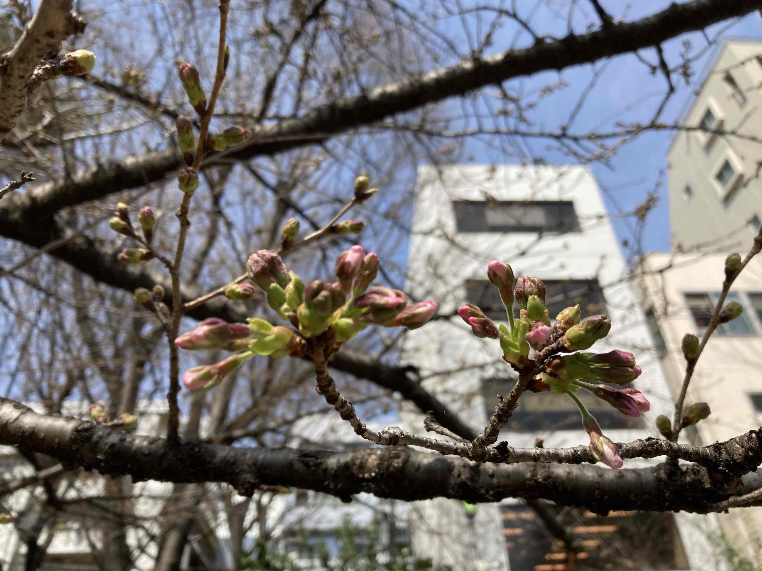 東郷公園　蕾の色が濃くなってきました