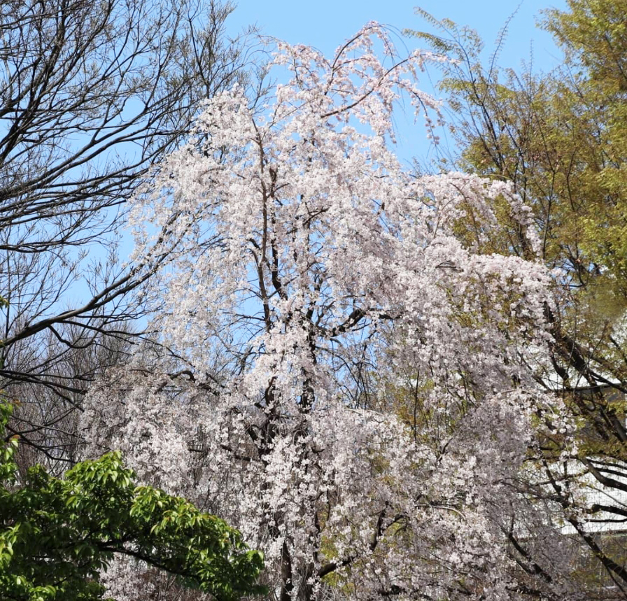 東郷元帥記念公園の紅枝垂桜