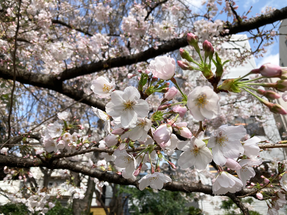 東郷公園のソメイヨシ　５分咲