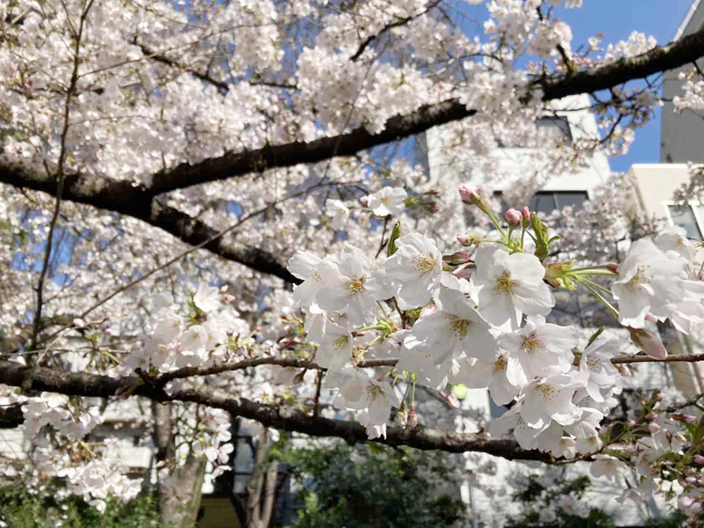 東郷公園　満開です！