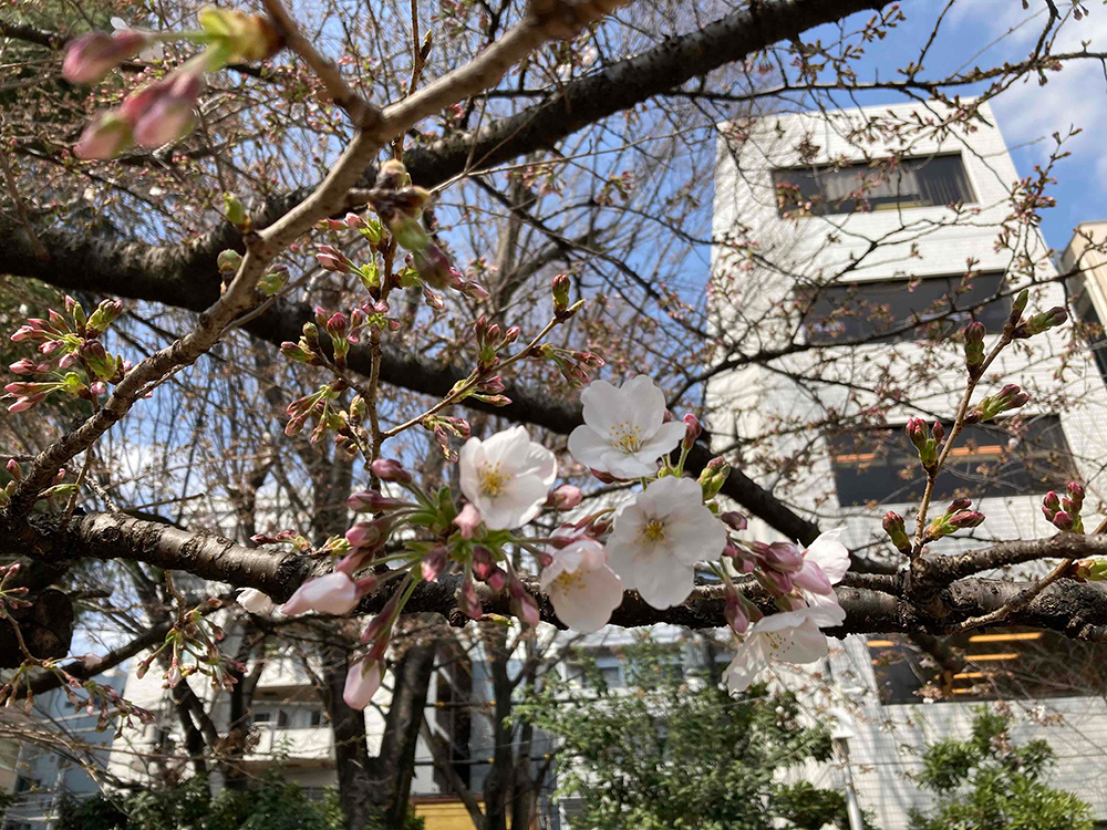 東郷公園のソメイヨシノ　1分咲き