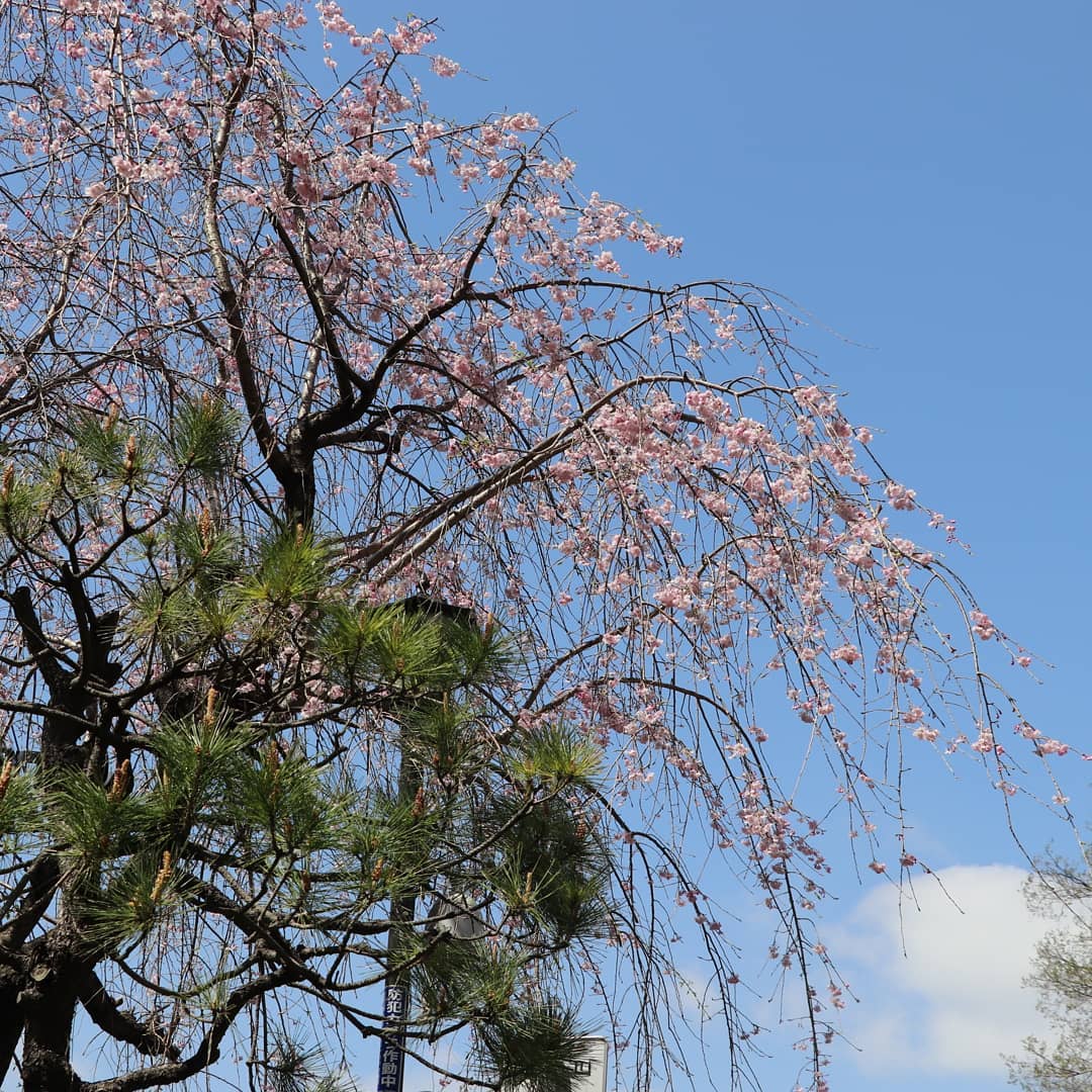 四ツ谷駅前広場の枝垂桜 麹町界隈桜開花情報22