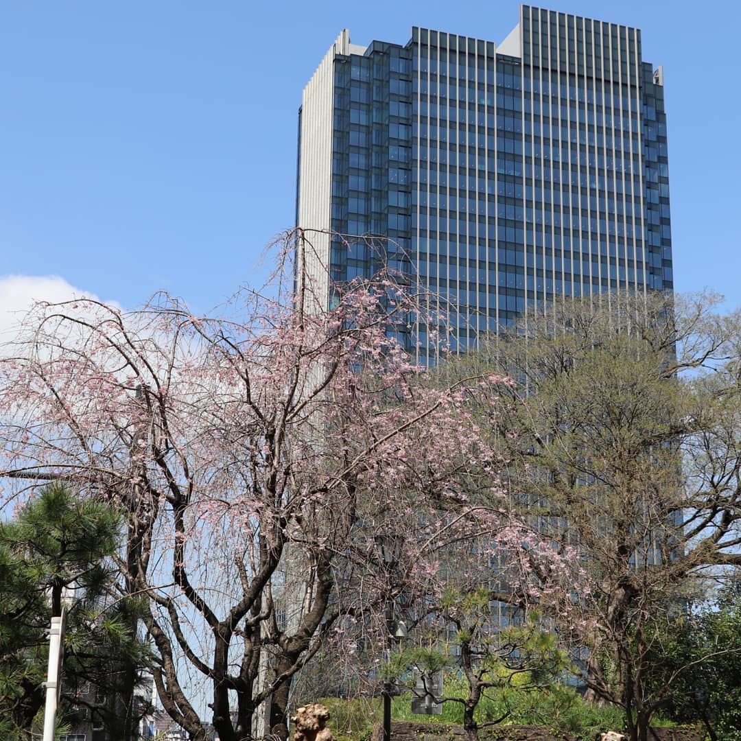 四ツ谷駅前広場の枝垂桜 麹町界隈桜開花情報22