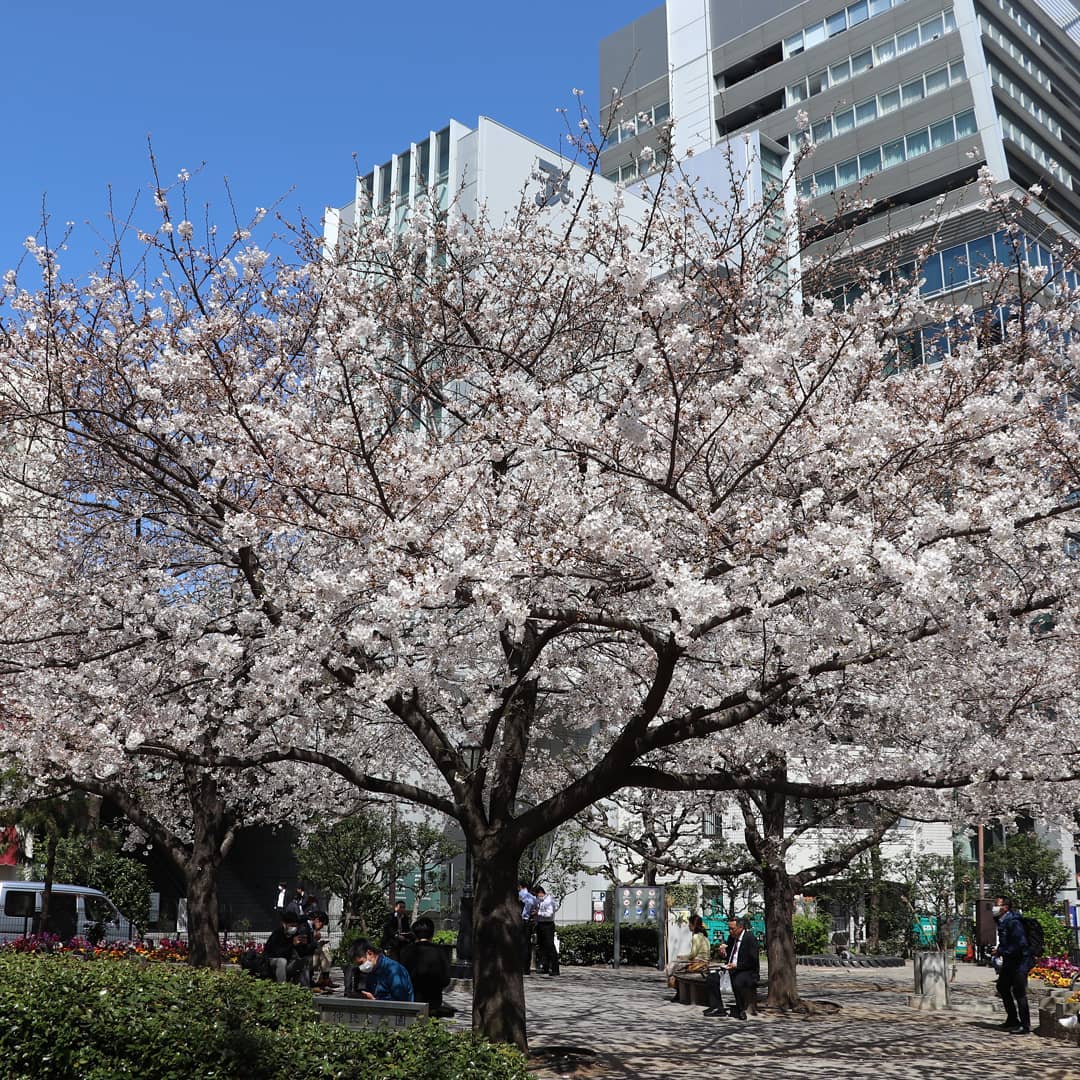 麹町こども広場の桜も見頃です
