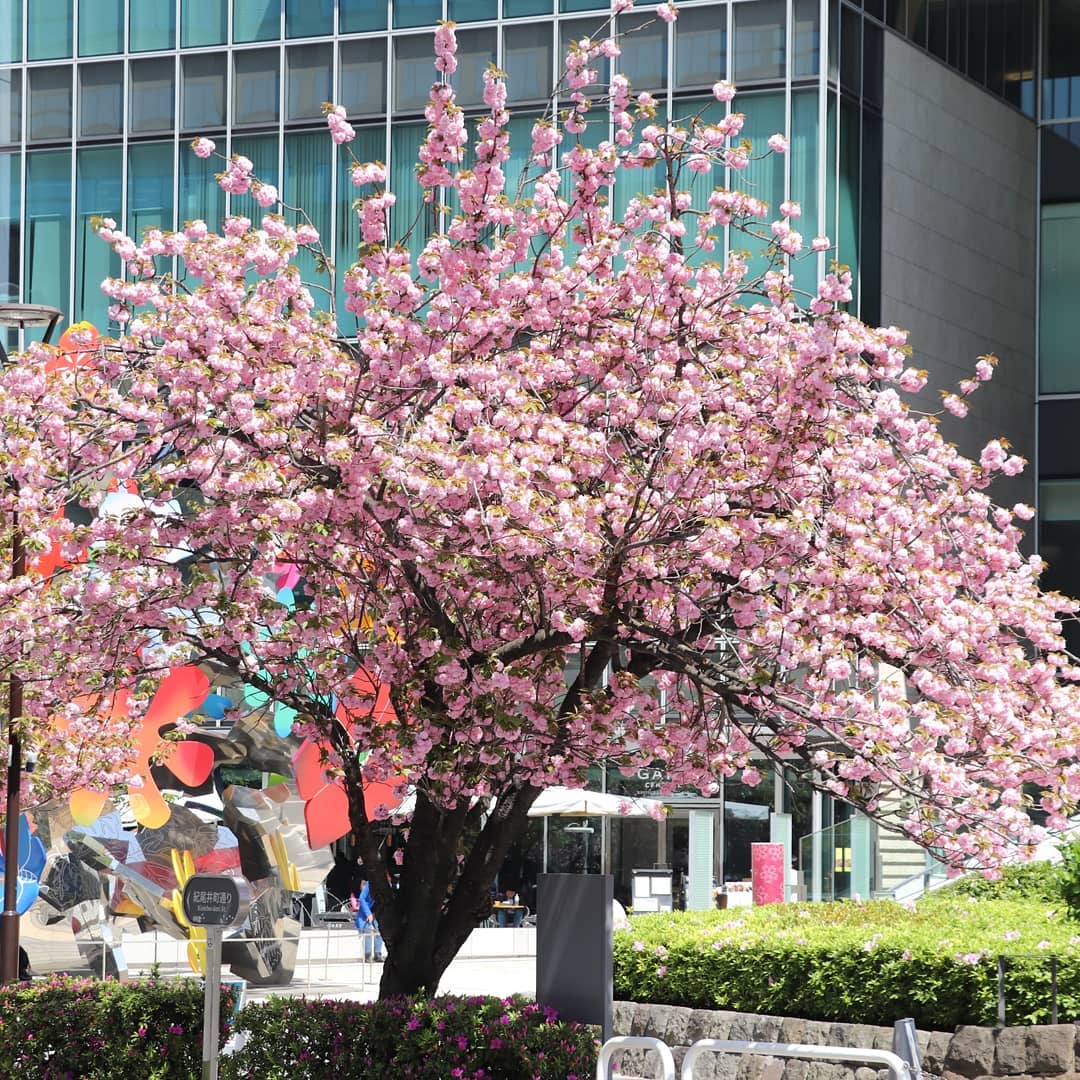 いよいよ見頃！紀尾井町通りの八重桜