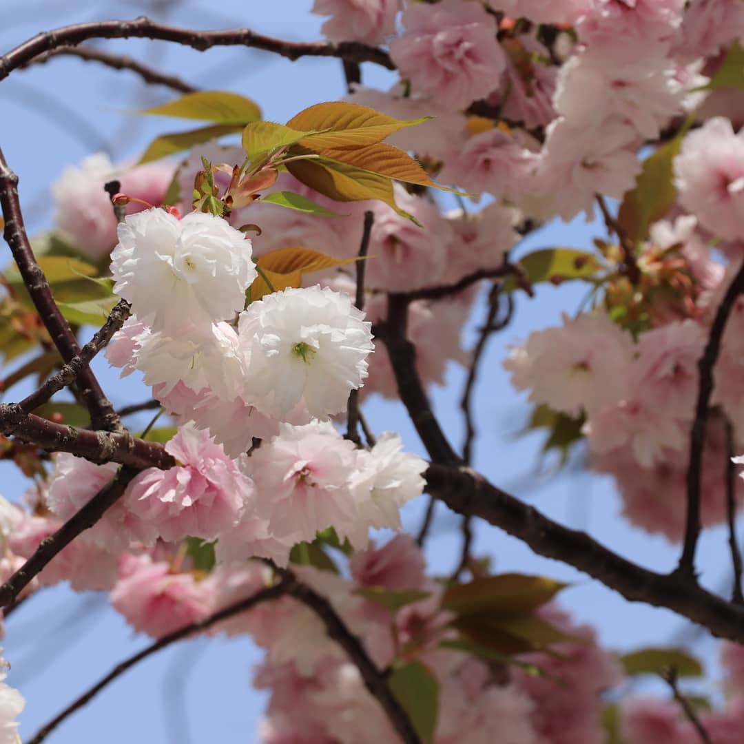 紀尾井町通りの白い八重桜