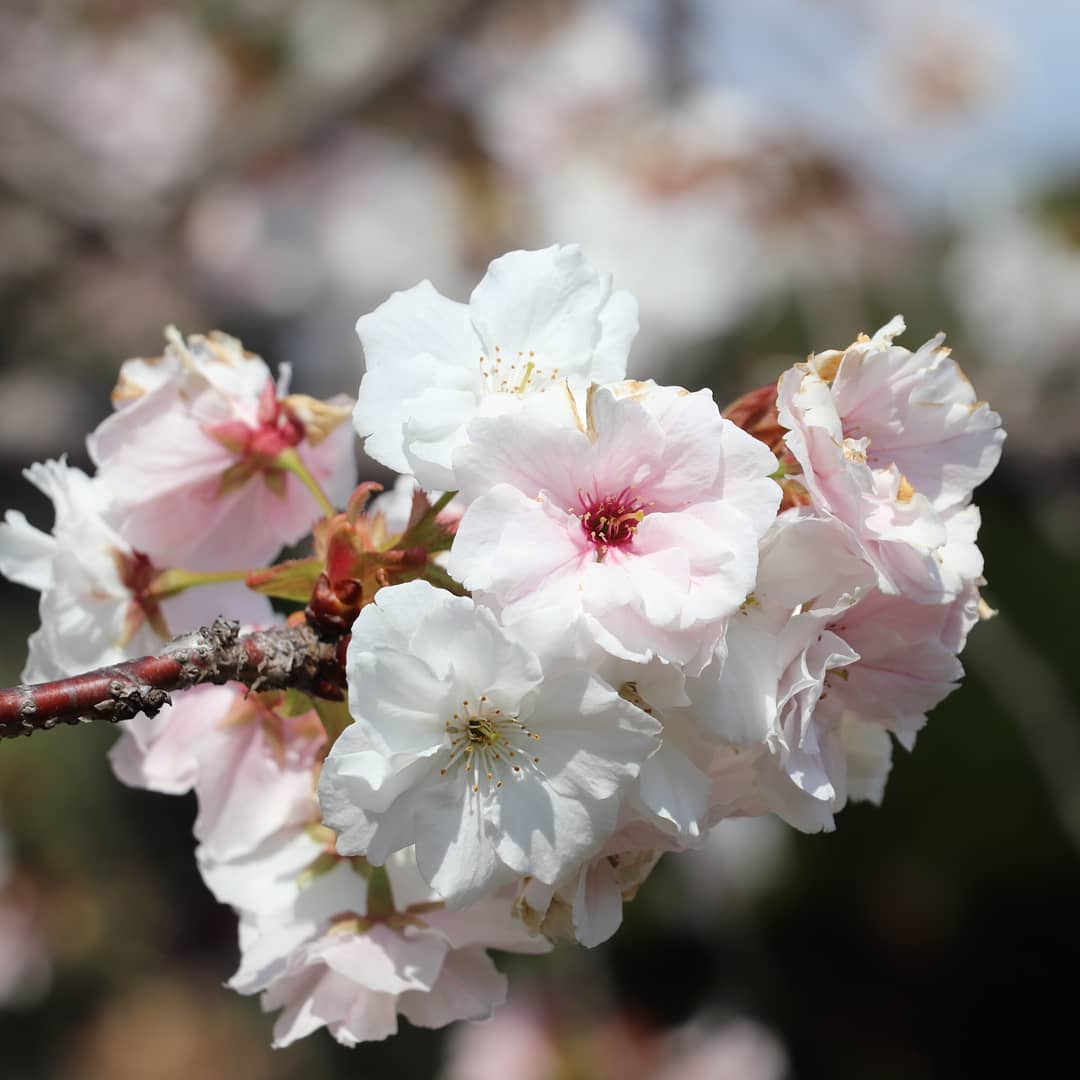 桜を求めて...国会前庭の松前静香