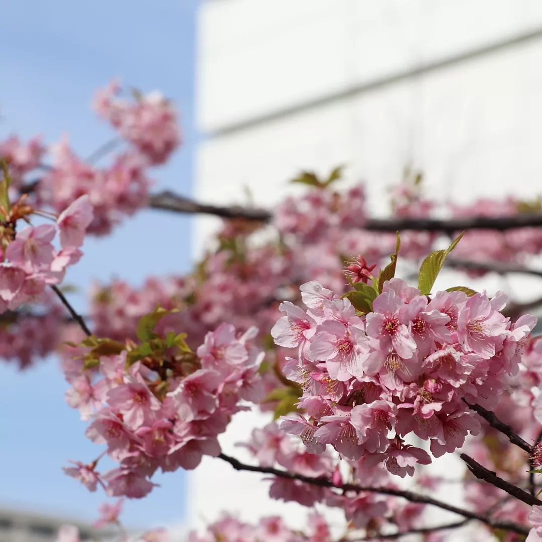 番町の森　河津桜