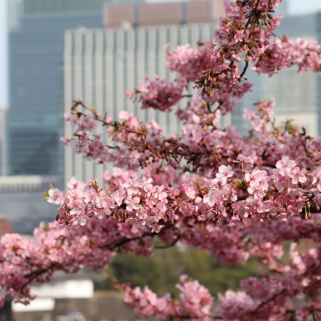 国会前庭 寒桜