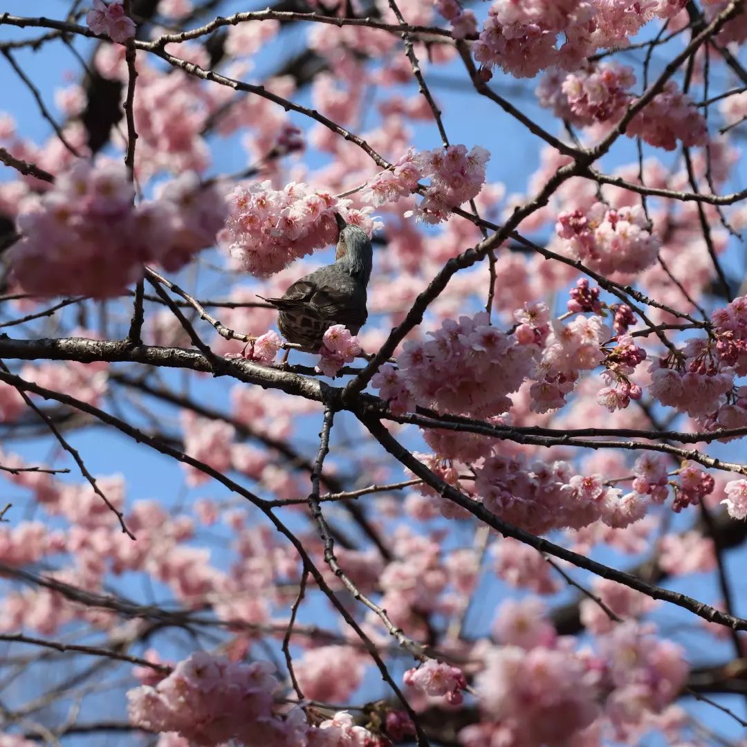 国会前庭 寒桜