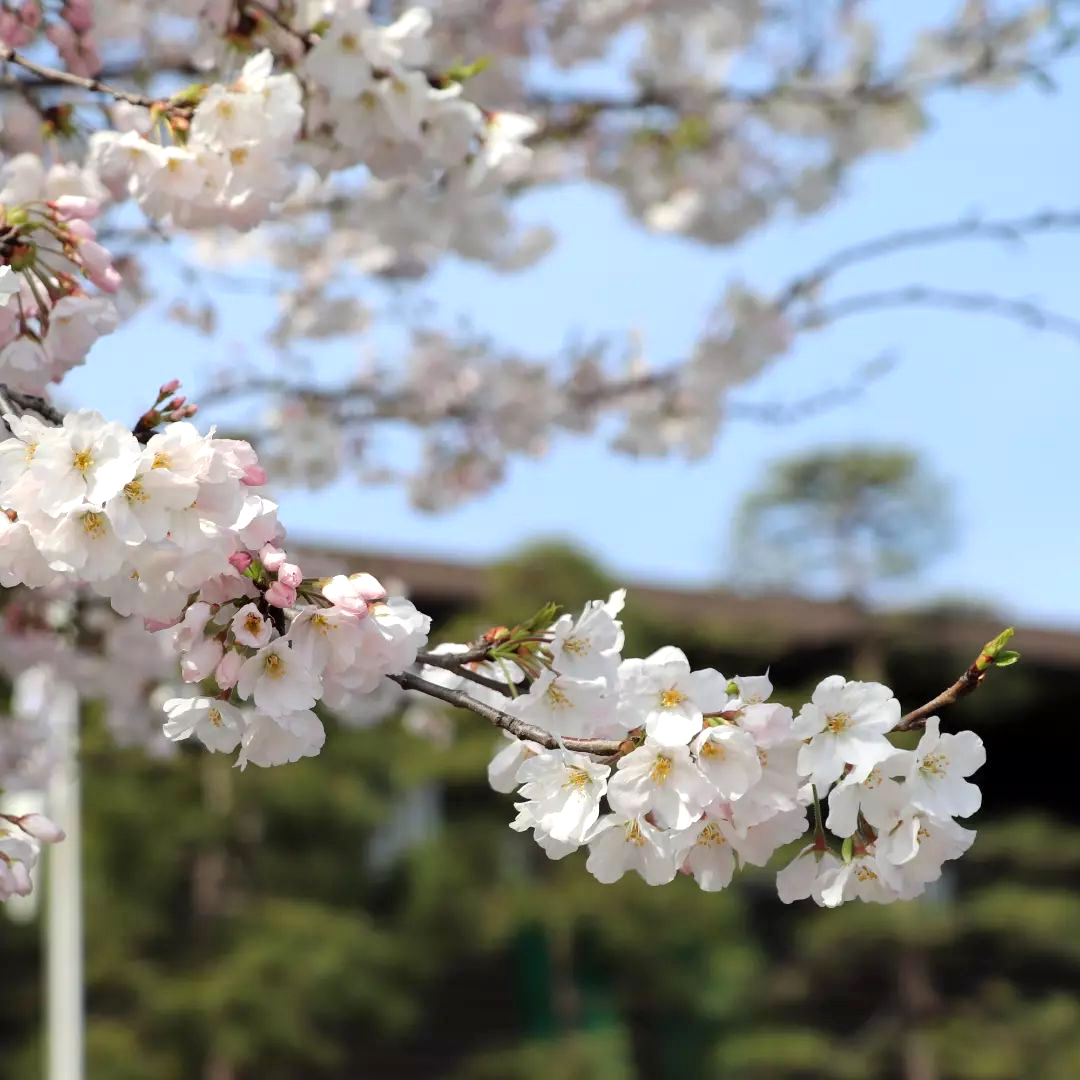 国立劇場　駿河桜の実生