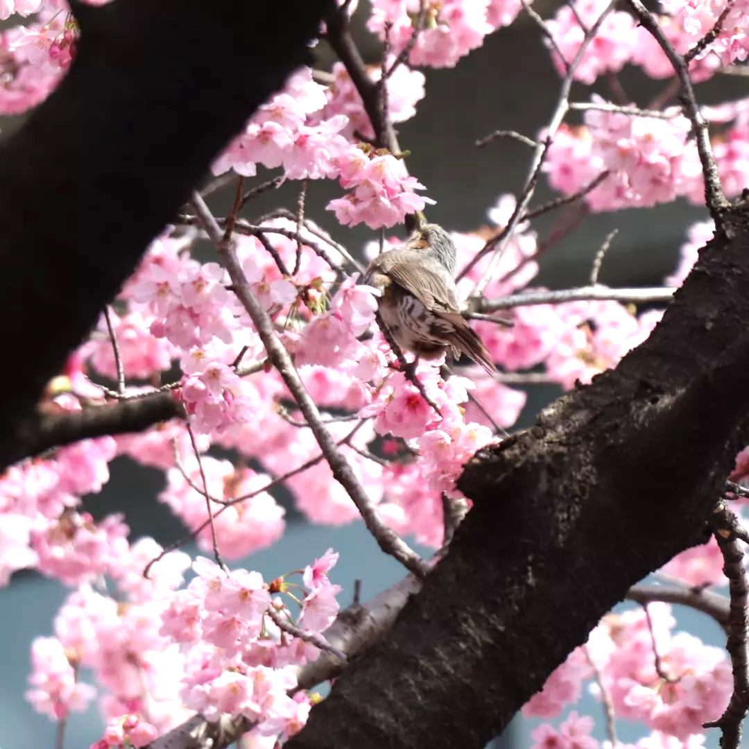 国会通りの坂　陽光桜