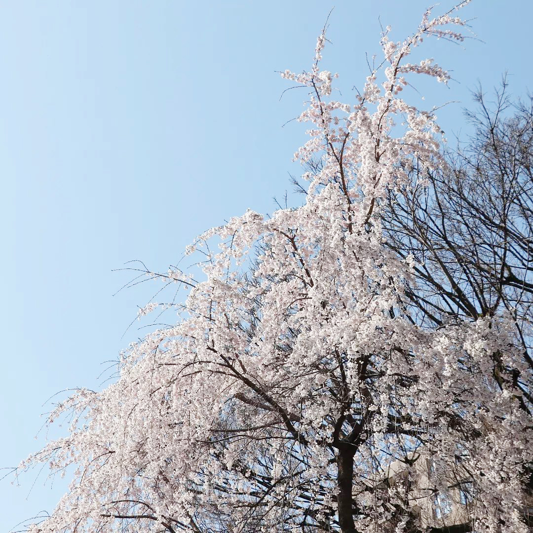 東郷元帥記念公園　紅枝垂桜