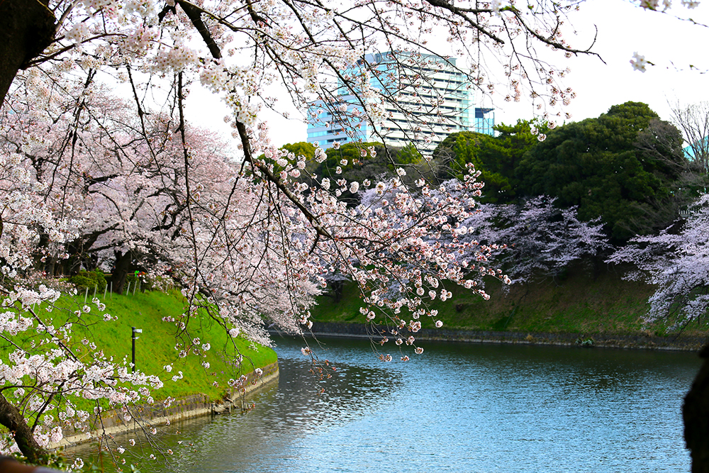 千鳥ヶ淵で咲き競う桜をご覧ください