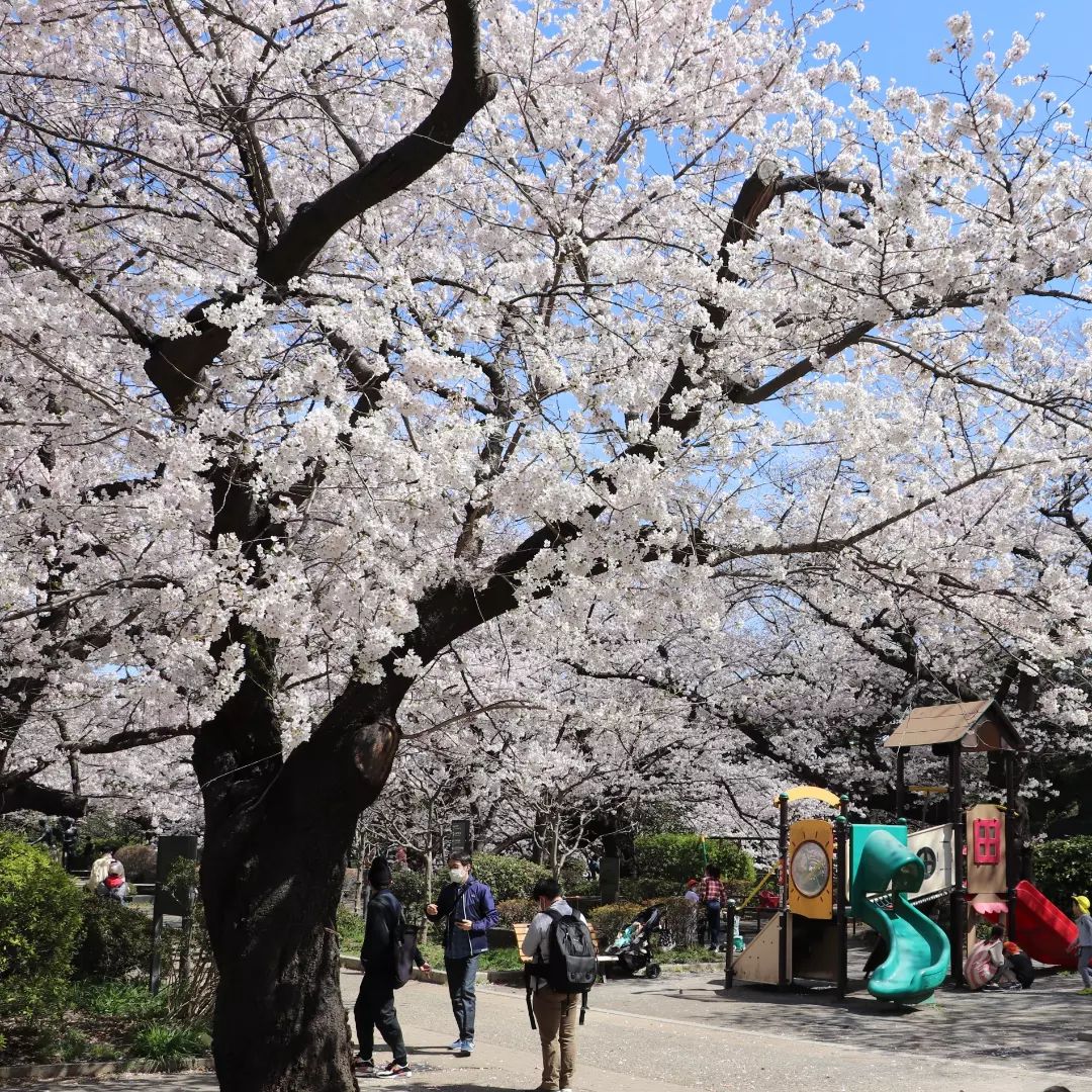 千鳥ヶ淵公園 桜のトンネル