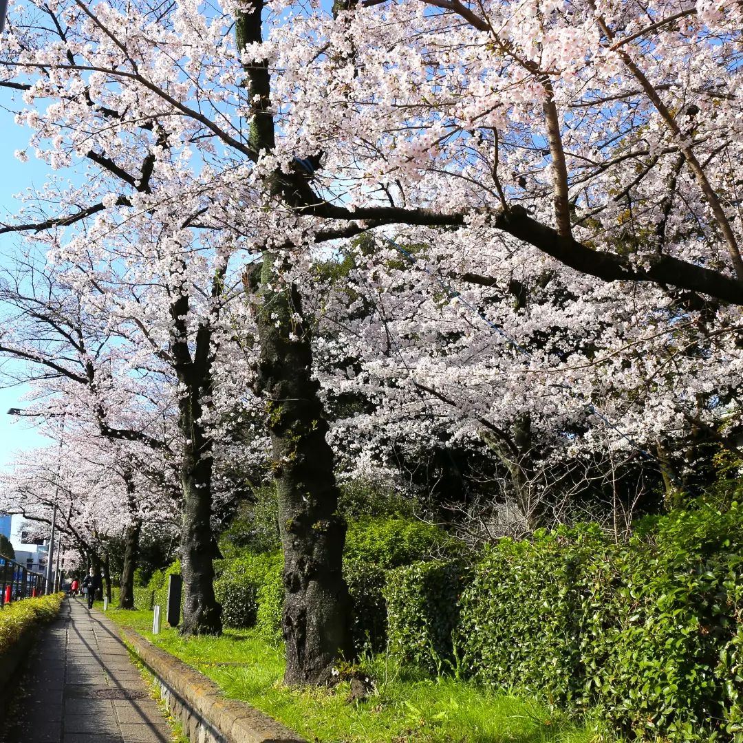 駐日英国大使館の桜　植樹したのは？