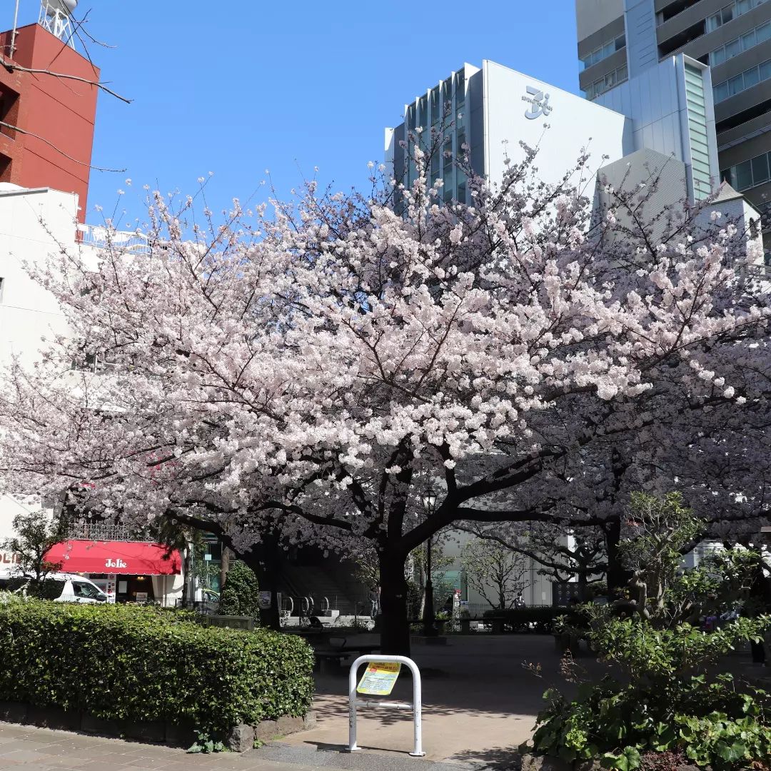 麹町こどもの広場　ソメイヨシノ