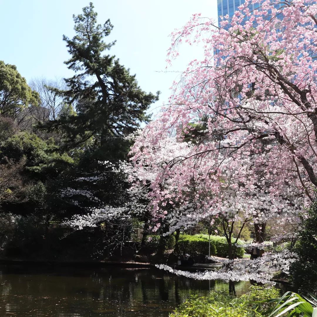 都心のオアシス清水谷公園