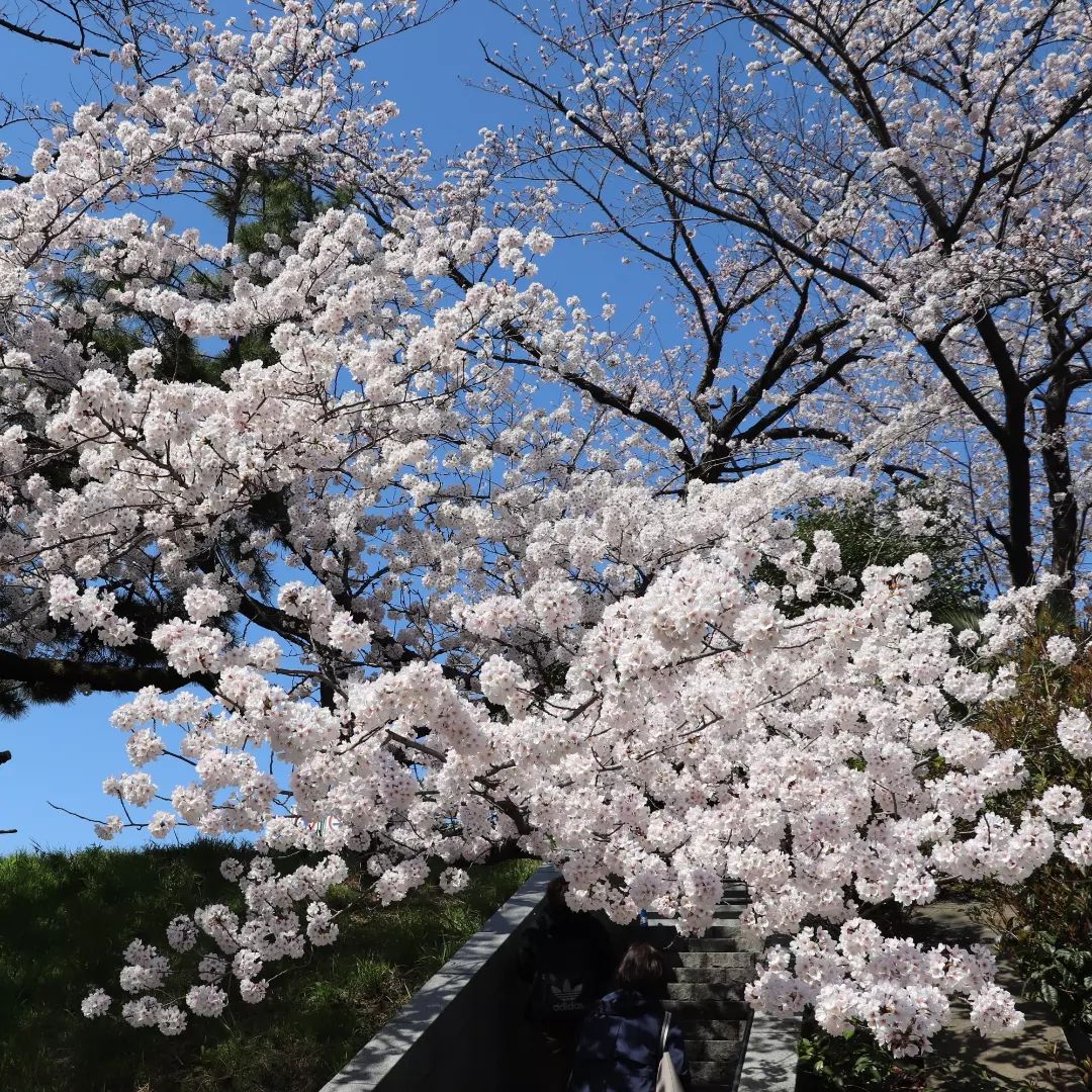 ソフィア通り 花のトンネルは如何ですか？