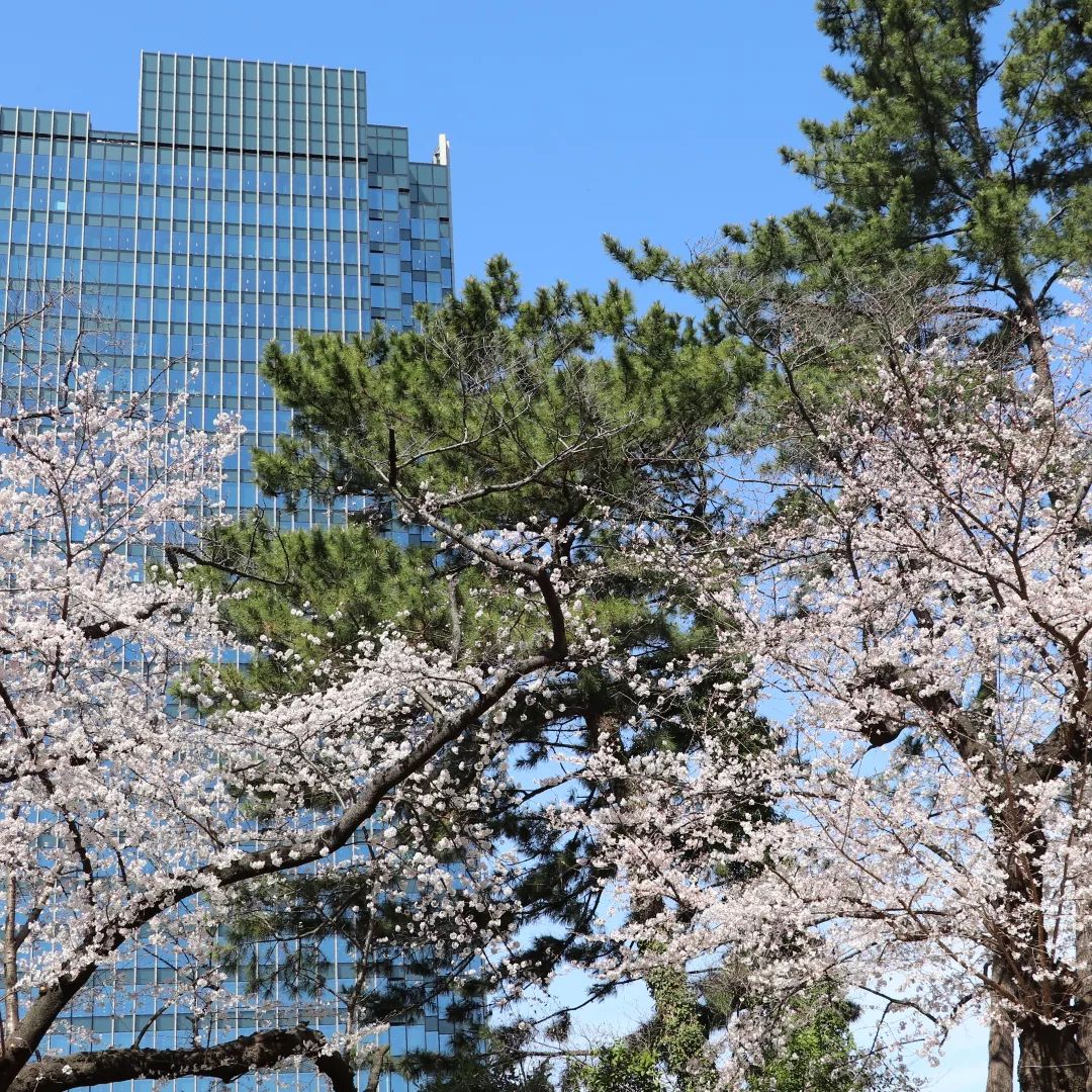 外濠公園 桜と松の共演