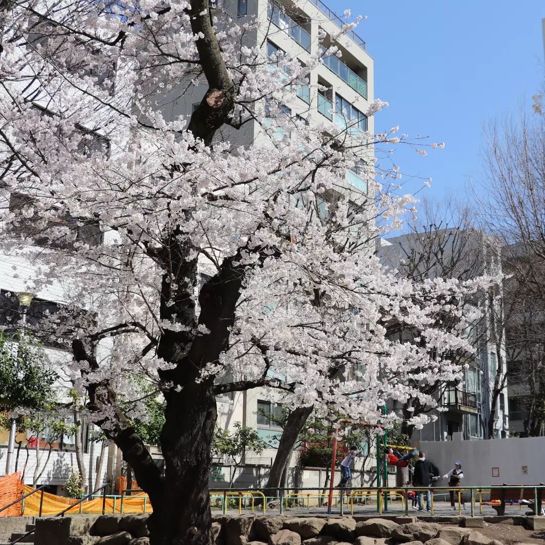 東郷元帥記念公園　ソメイヨシノ