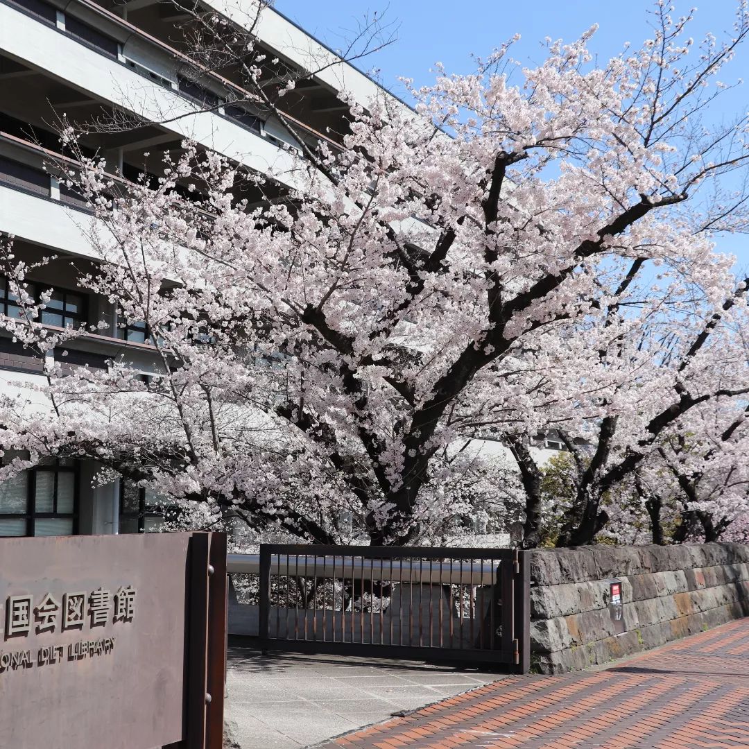 官庁街の一押し！国会図書館のソメイヨシノ