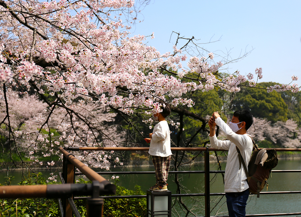 千鳥ヶ淵周辺フォトジェニック