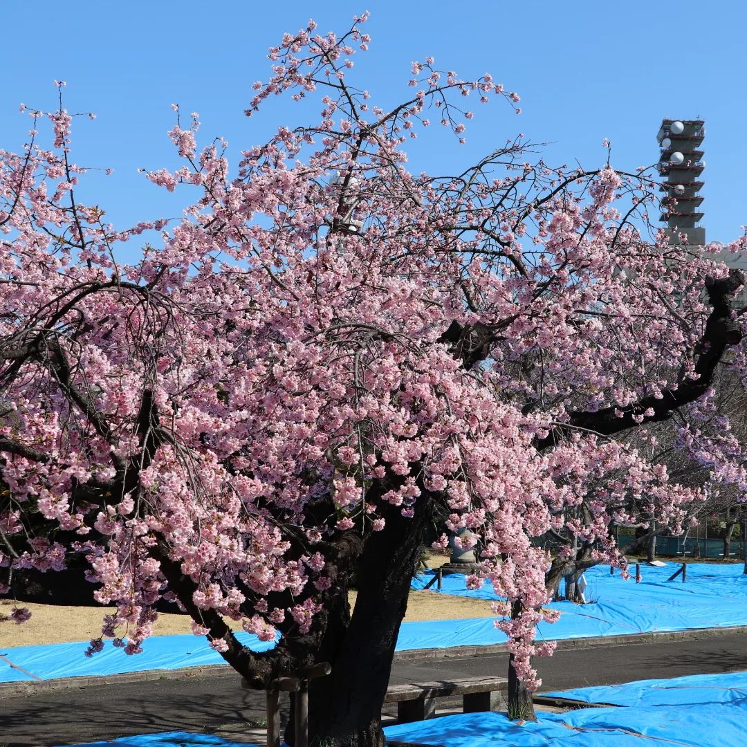 国会前庭の安行桜