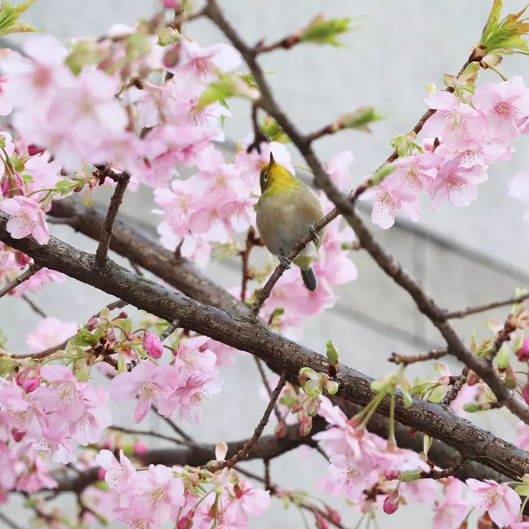 麹町三丁目と二番町の境界道路の河津桜