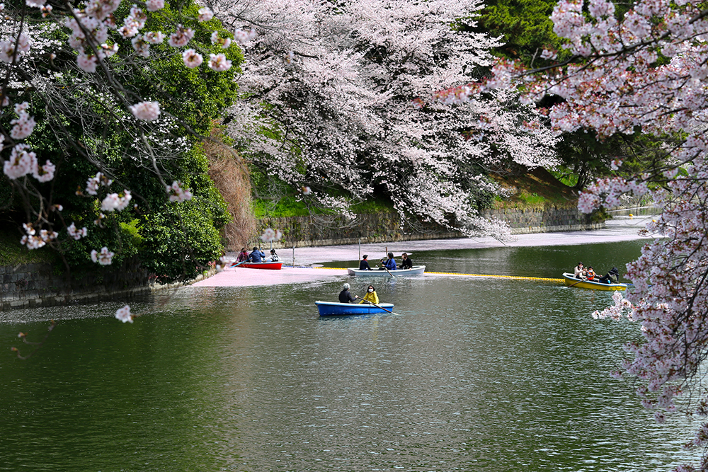 千鳥ヶ淵の花筏と花絨毯