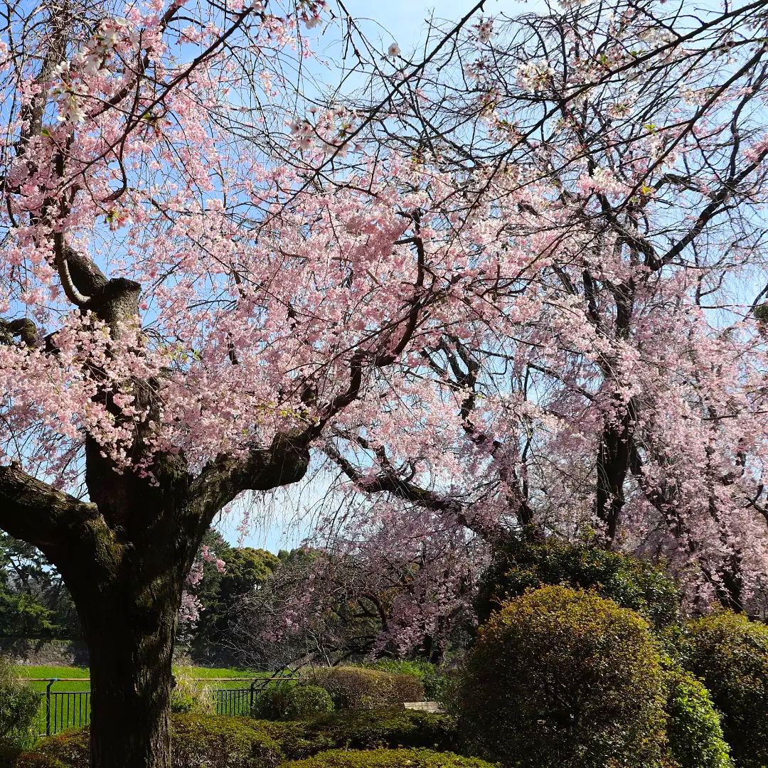 千鳥ヶ淵公園　シダレザクラが見頃です