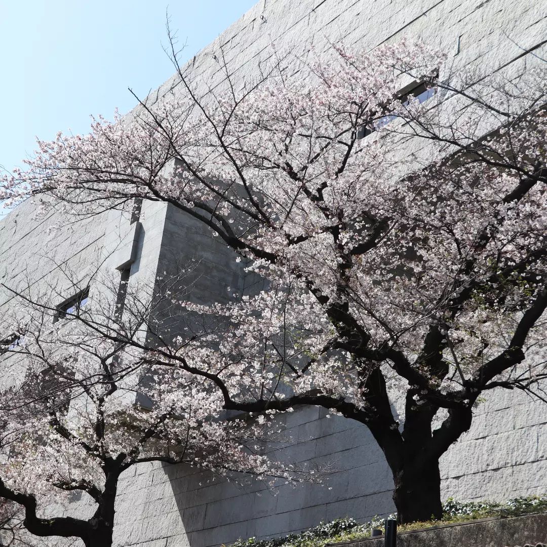 荘厳な最高裁判所と桜のコントラスト