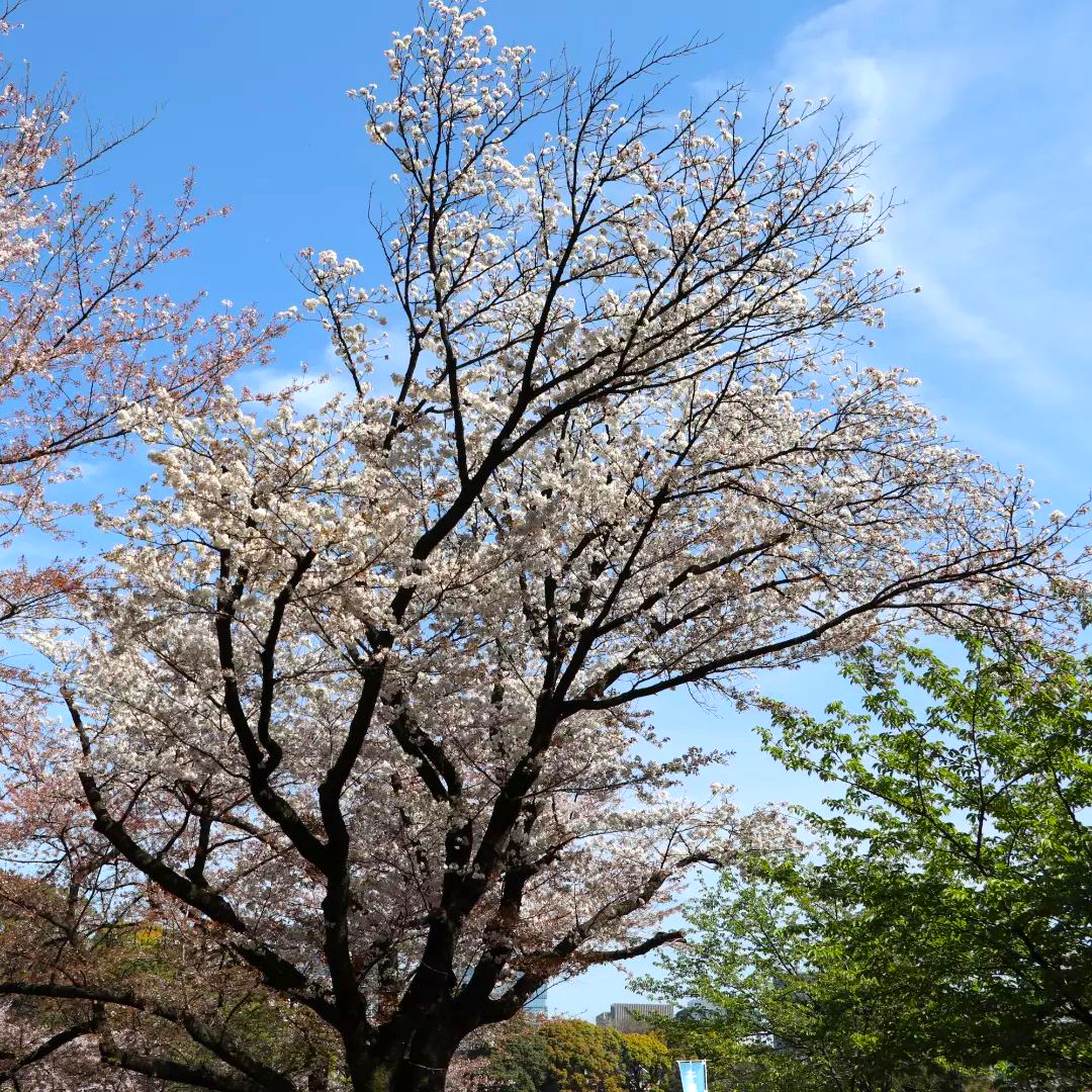 花びらヒラヒラ舞う千鳥ヶ淵、遅咲き八重桜