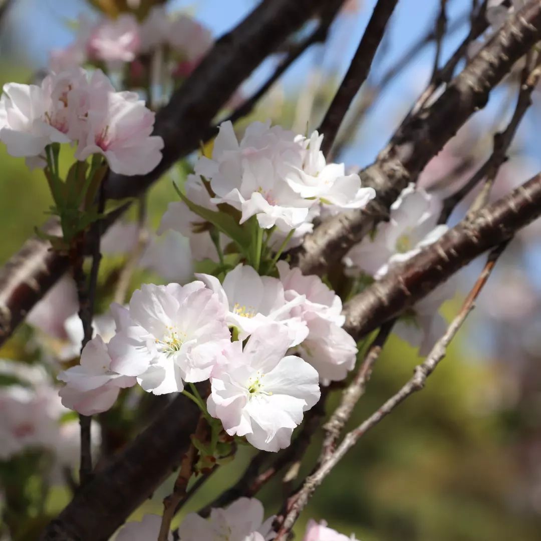 山王坂の天の川