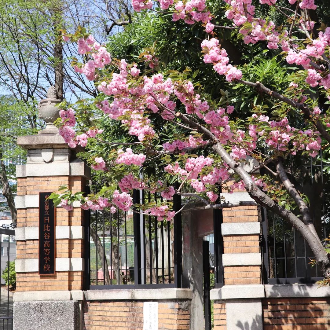 永田町　八重桜の並木道